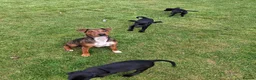 Mixed Breed dogs for sale: Cocker Jack puppies  - Advert 10