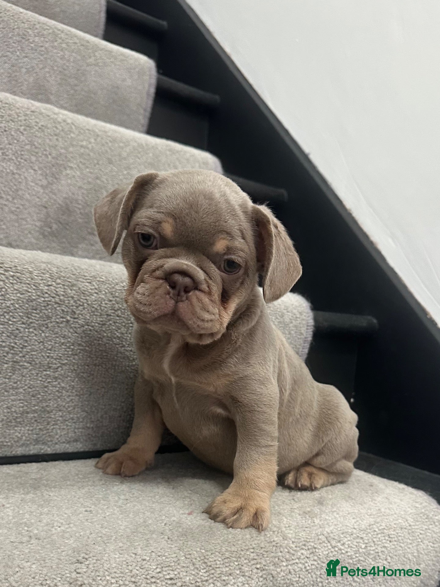 French Bulldog dogs Ready tomorrow 2 stunning french bulldog boys left - Advert 19