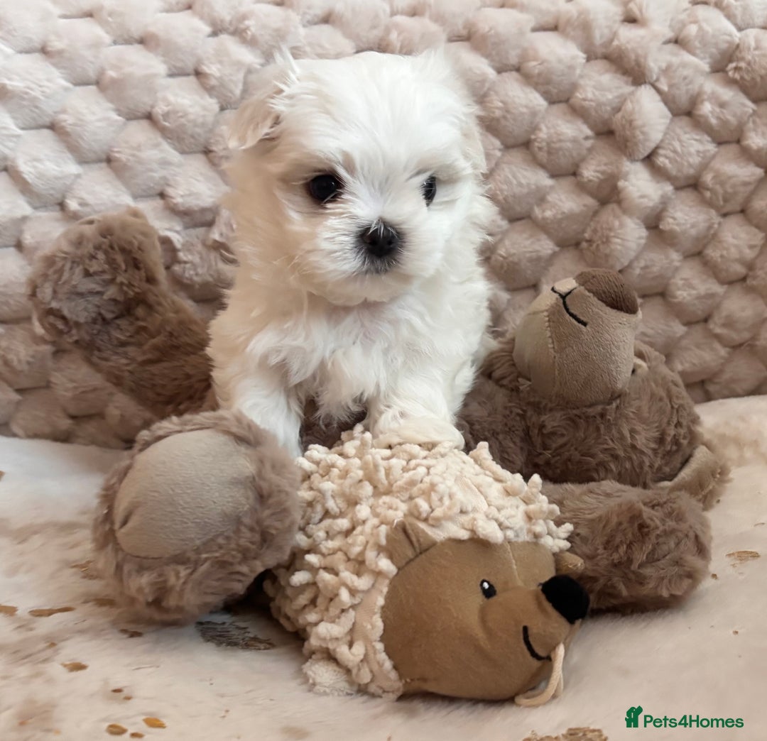 Maltese dogs for sale: ✨💫Tiny Exquisite Bambelina Maltese 💫✨ - Image 19