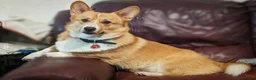 Welsh Corgi Pembroke dogs for stud: Welsh Pembrokeshire corgi in Martock - Advert 7