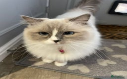 Ragdoll cats for sale: Pedigree ragdoll cats - Image 11