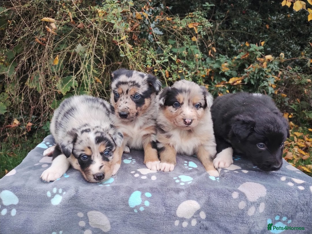 Border Collie dogs for sale: Border Collie Puppies Top Quality! - Image 13