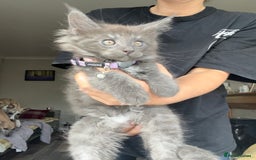 Maine Coon cats for sale: TICA registered Maine Coons, Ready end of August❤️ - Image 40