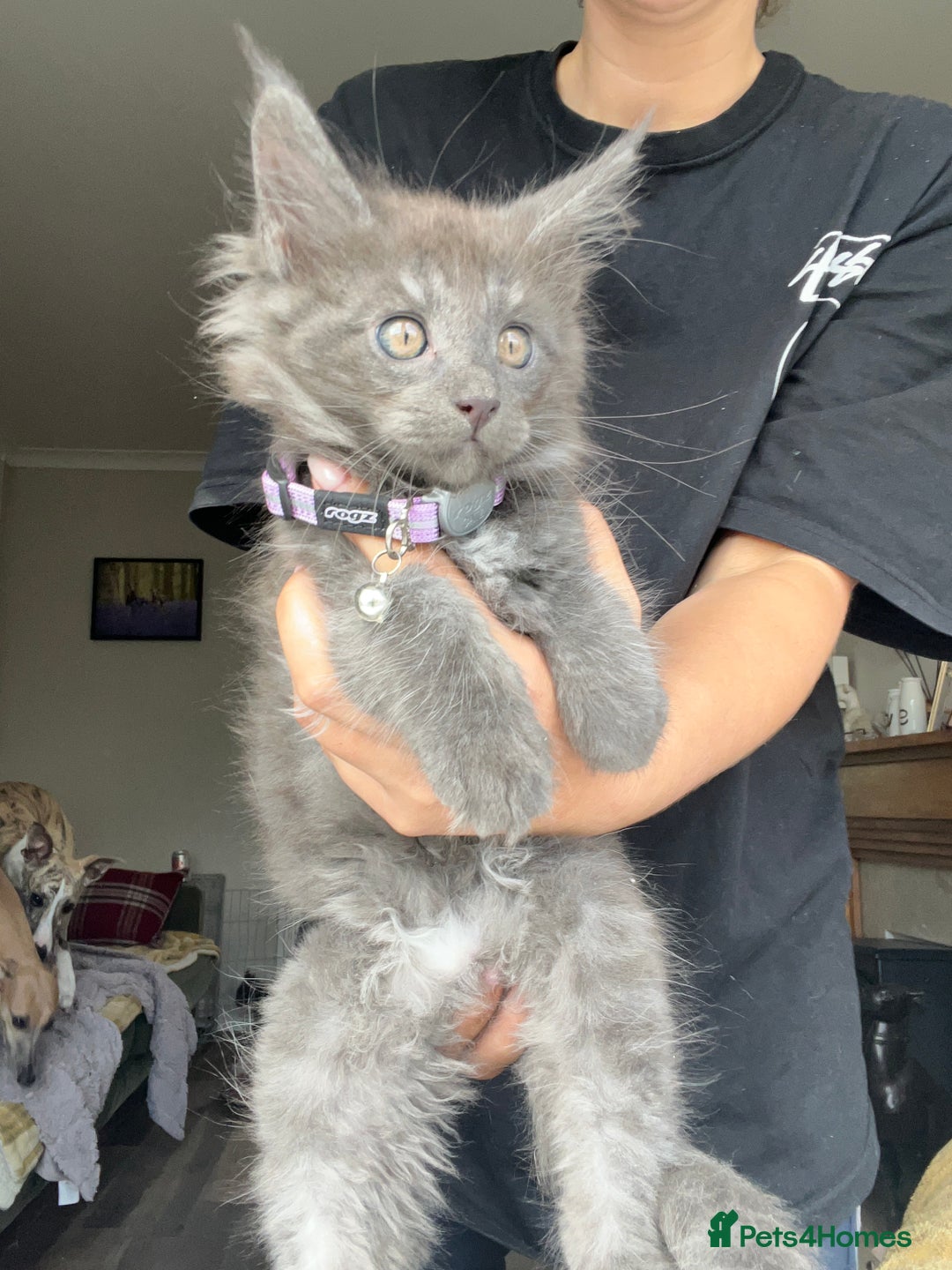 Maine Coon cats for sale: TICA registered Maine Coons, Ready end of August❤️ - Image 40