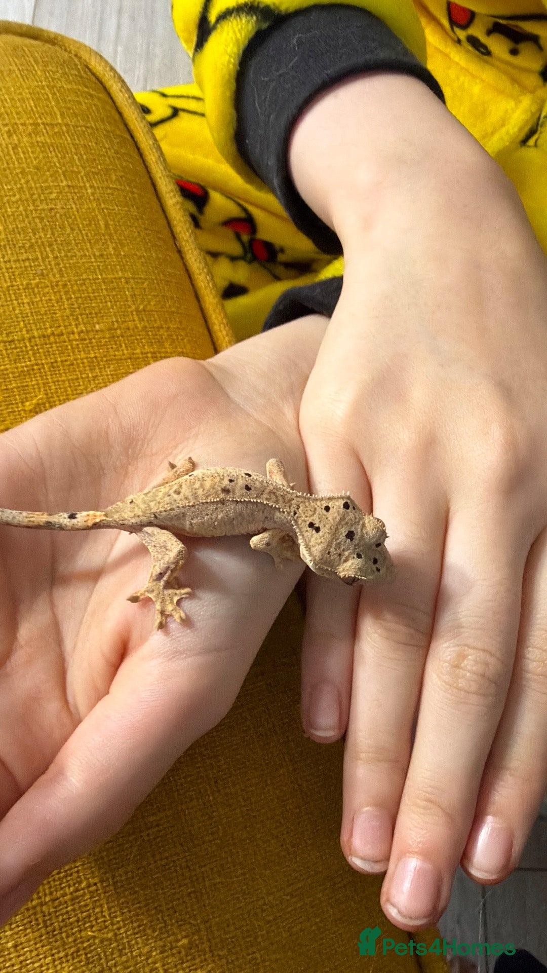 Gecko reptiles for sale: CB26 Crestie Babies - PLEASE READ ADVERT - Advert 20