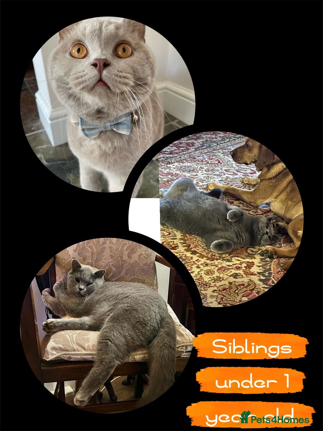 British Shorthair cats for sale: ❤️‍🔥 British Shorthair Kittens ❤️‍🔥 - Advert 10