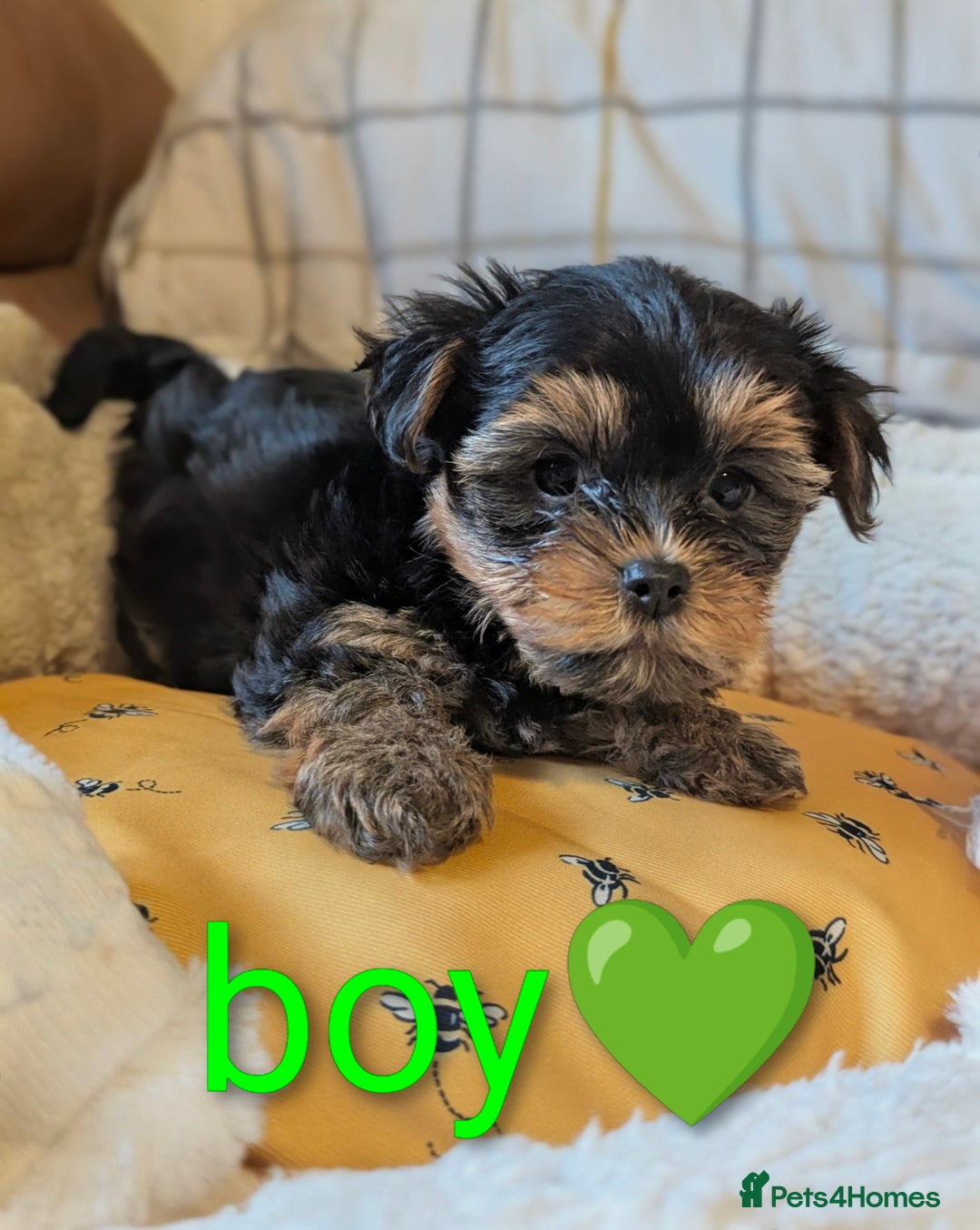 Yorkshire Terrier dogs for sale: Adorable Yorkshire terrier puppy available  - Advert 14