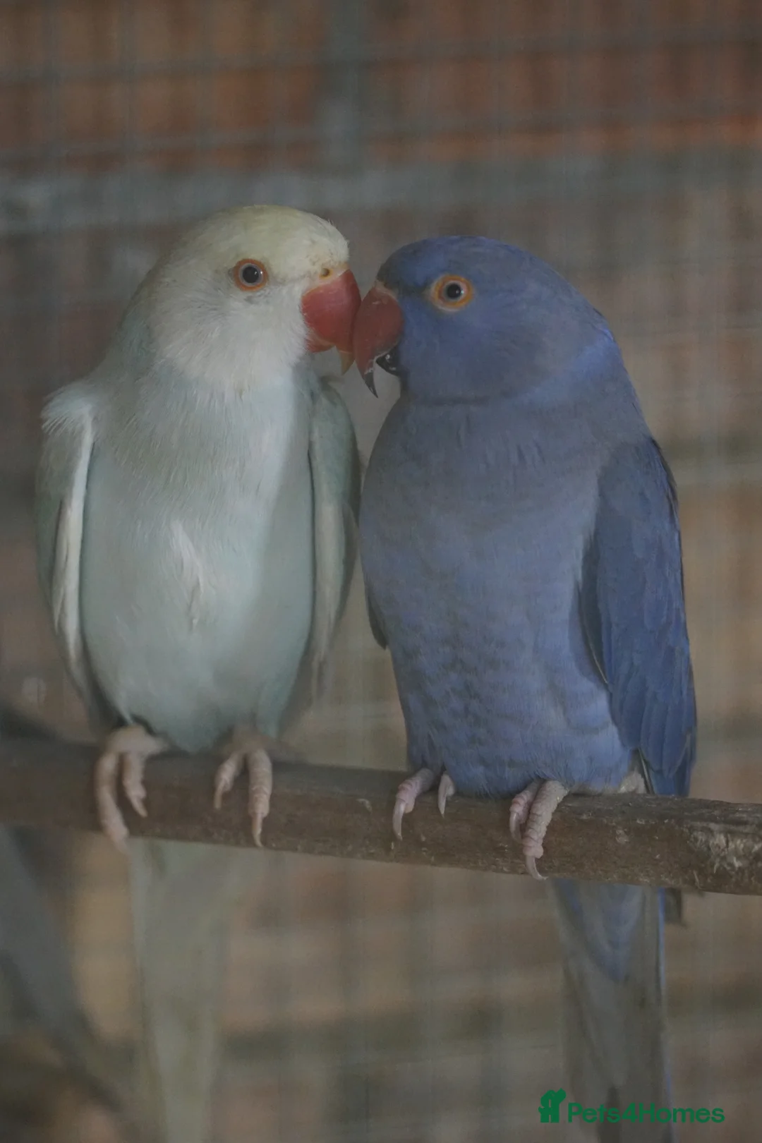 Ringnecks birds for sale: Beautiful young ring necks   - Advert 8