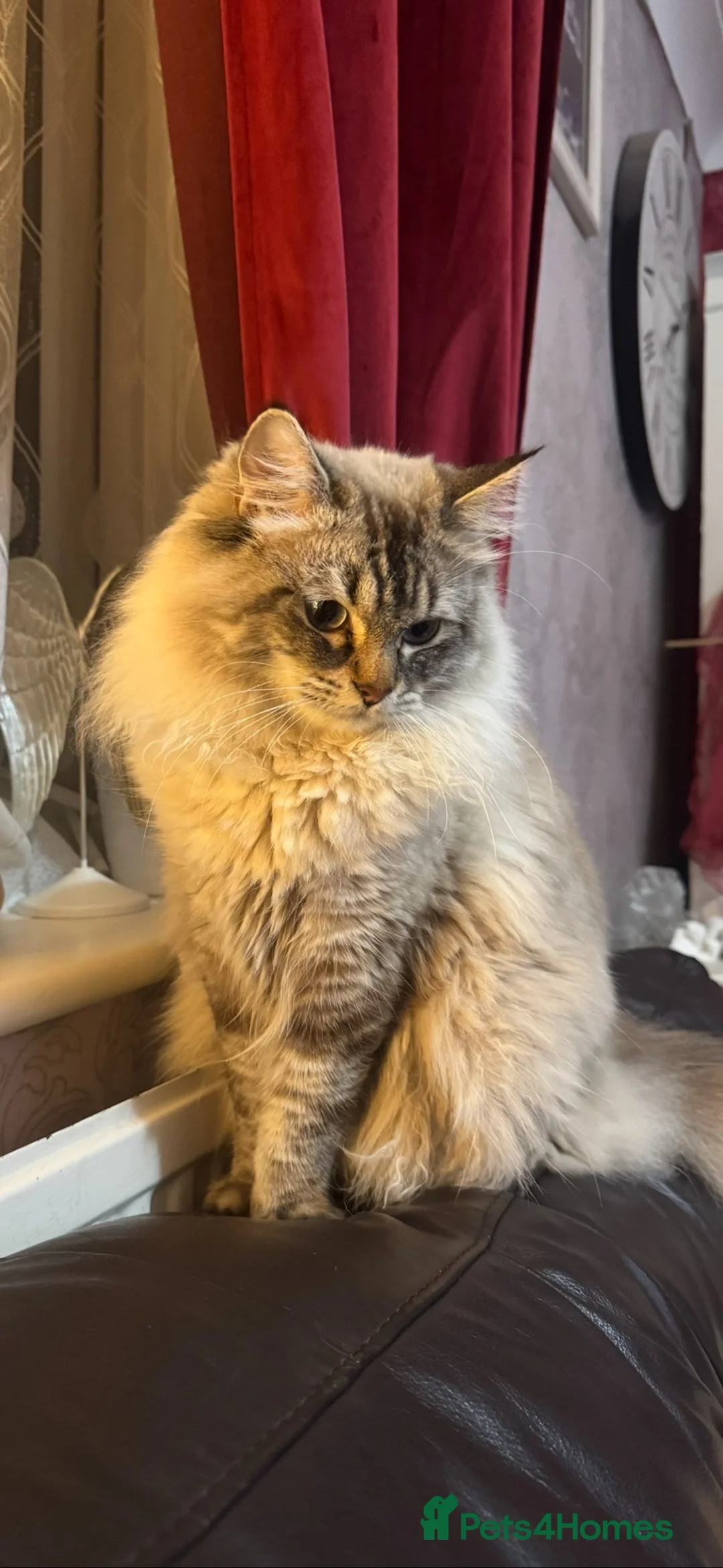 Ragdoll cats for sale: Male Ragdoll Cat for Sale in Tonbridge - Advert 2