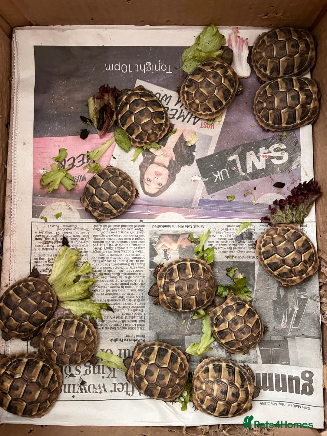 Tortoise reptiles for sale: Stunning baby Hermann Tortoises CB in the UK - Advert 2