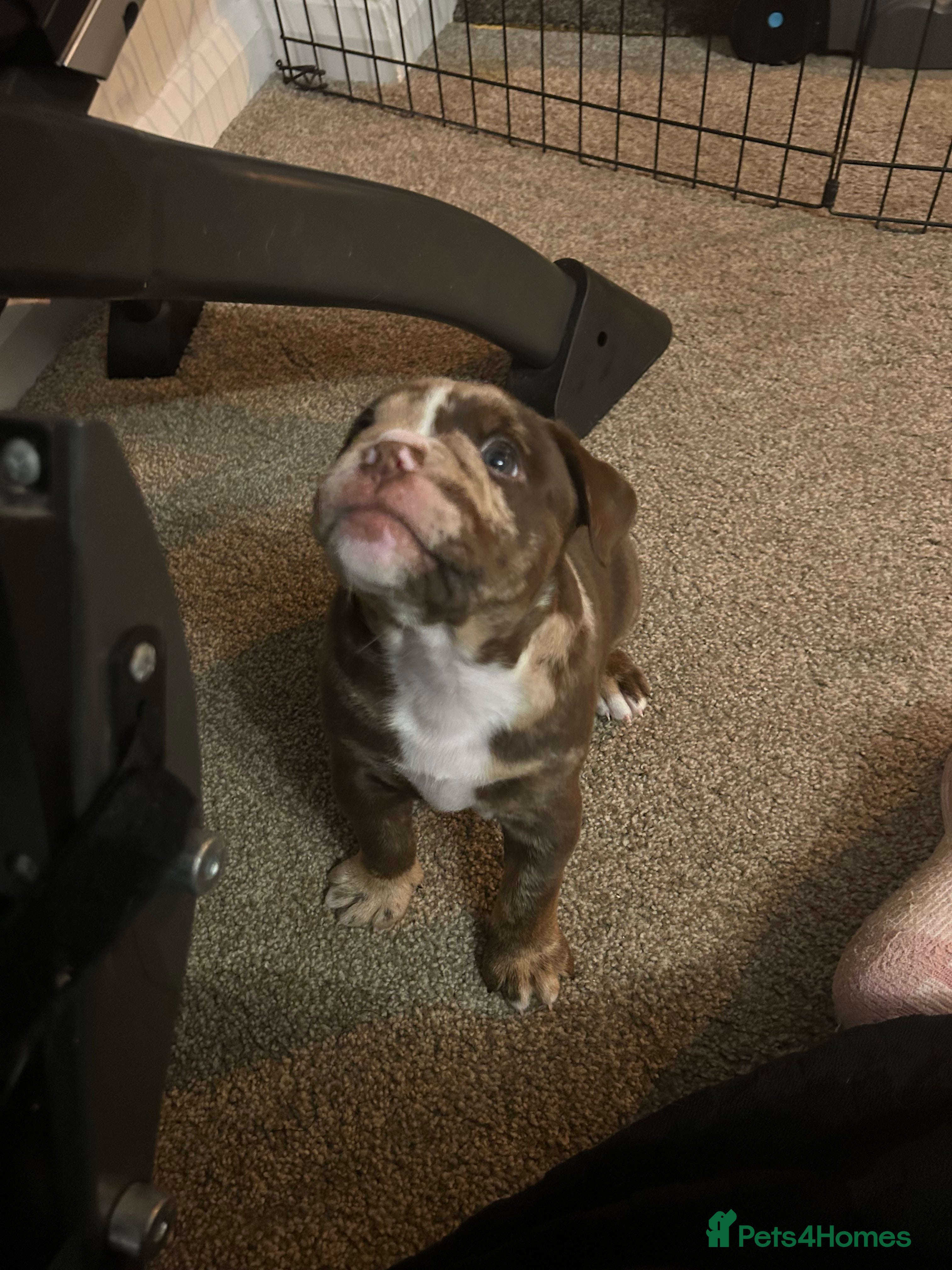 Olde English Bulldogge dogs 🔥Olde English bulldog puppies 🔥 - Advert 4