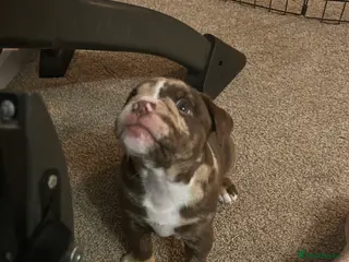 Olde English Bulldogge dogs 🔥Olde English bulldog puppies 🔥 - Advert 4