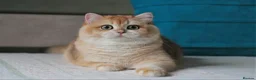 British Shorthair cats for stud: Exceptional NY12 BRI Black Golden Shell - Advert 8