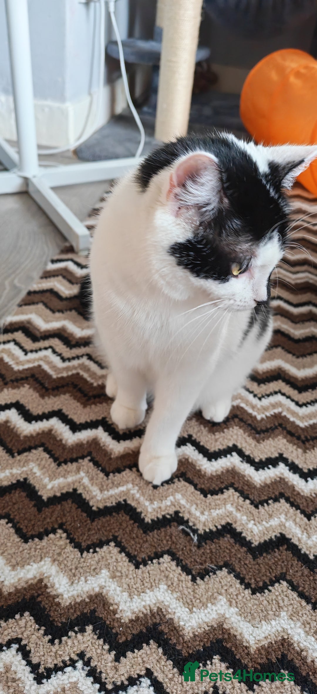 Domestic Shorthair cats for sale: Cat looking for new home - Image 5