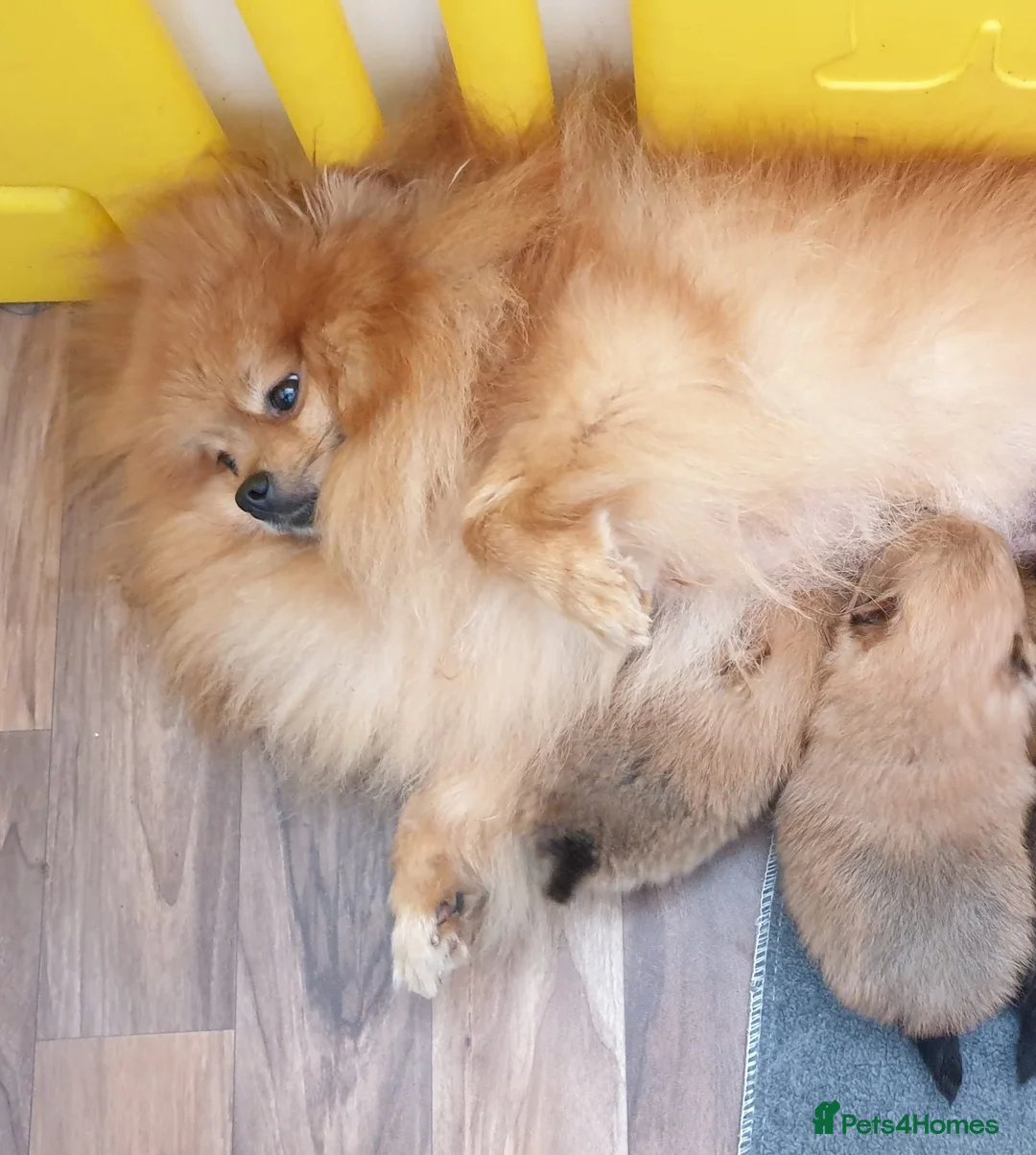Pomeranian dogs for sale: Ready to go Excellent Pomeranian - Advert 36
