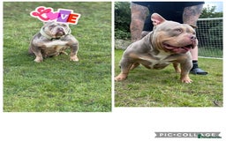 American Bully dogs for sale: Pocket bully puppies  - Image 4