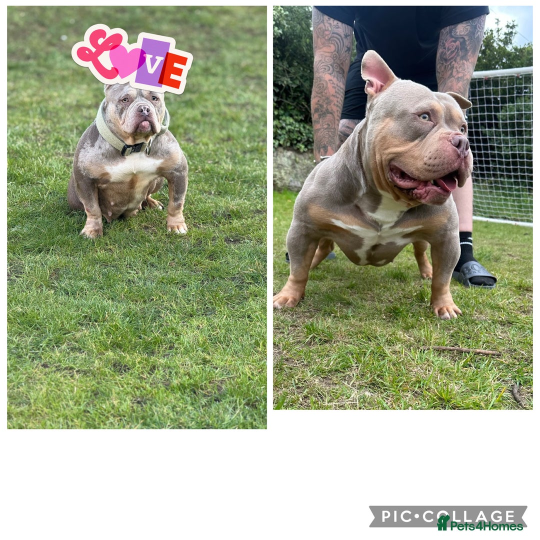 American Bully dogs for sale: Pocket bully puppies  - Image 4