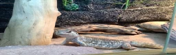Lizard reptiles for sale: WANTED MALE UROMASTYXS  - Advert 3