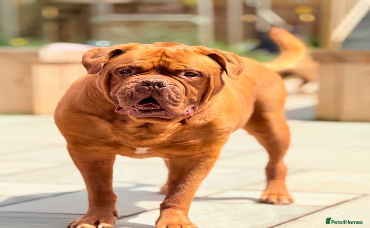 Dogue De Bordeaux dogs - Advert 1