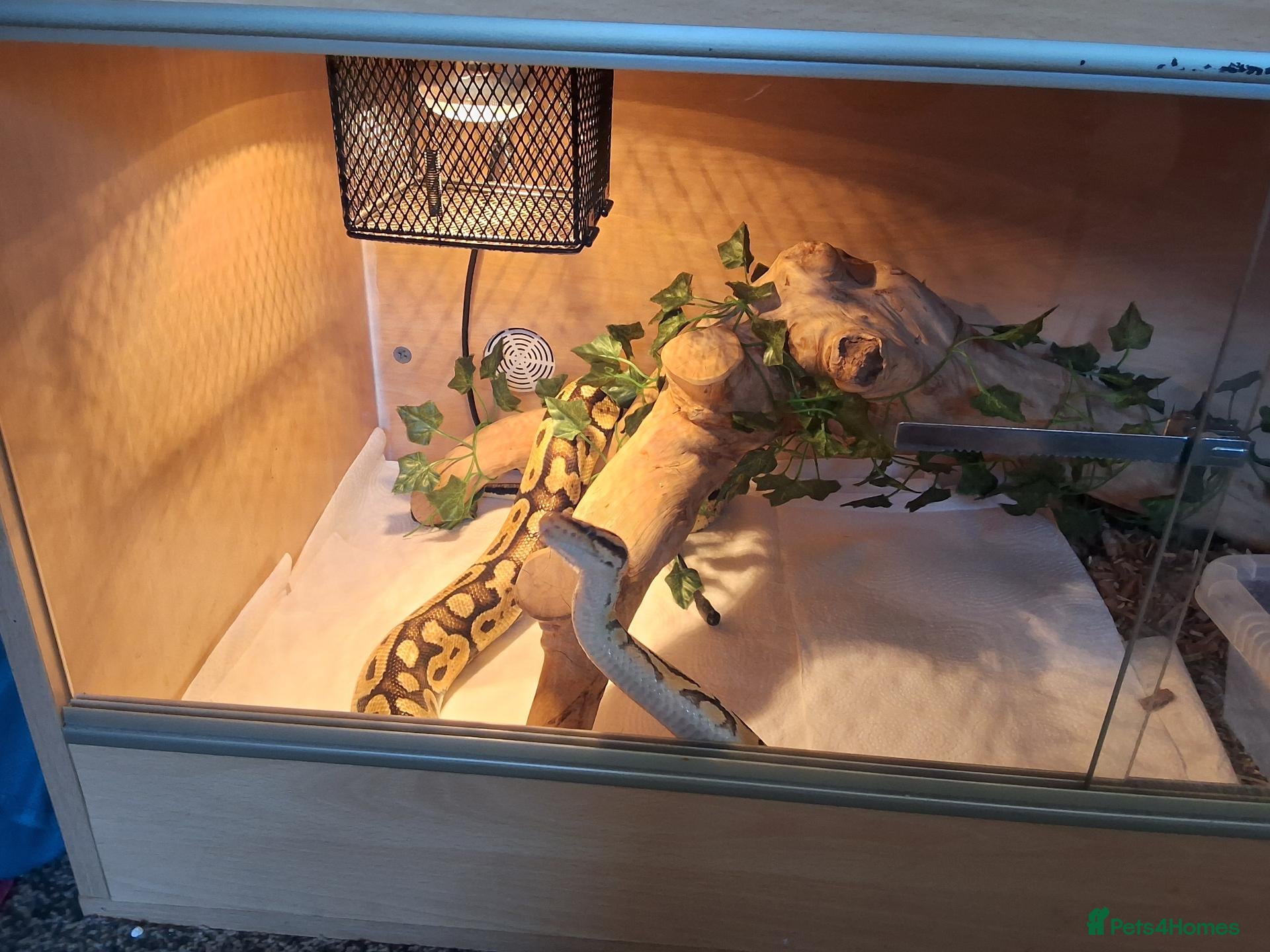Python Snake reptiles Ball python  - Advert 5