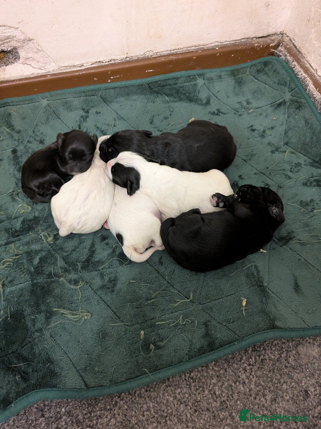 Mixed Breed dogs for sale: Cockapoo x labradoodle  - Advert 2