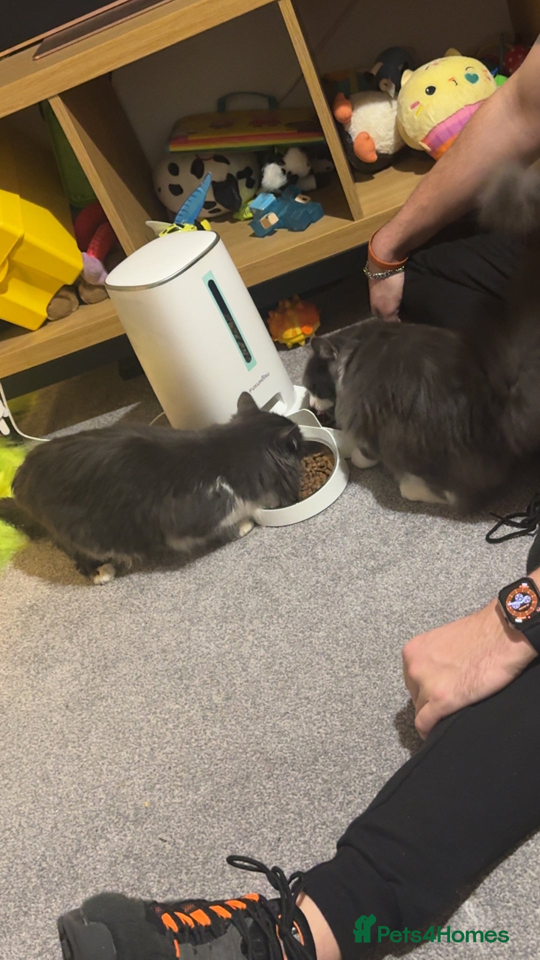 Mixed Breed cats for sale: 2 male kittens - Advert 6