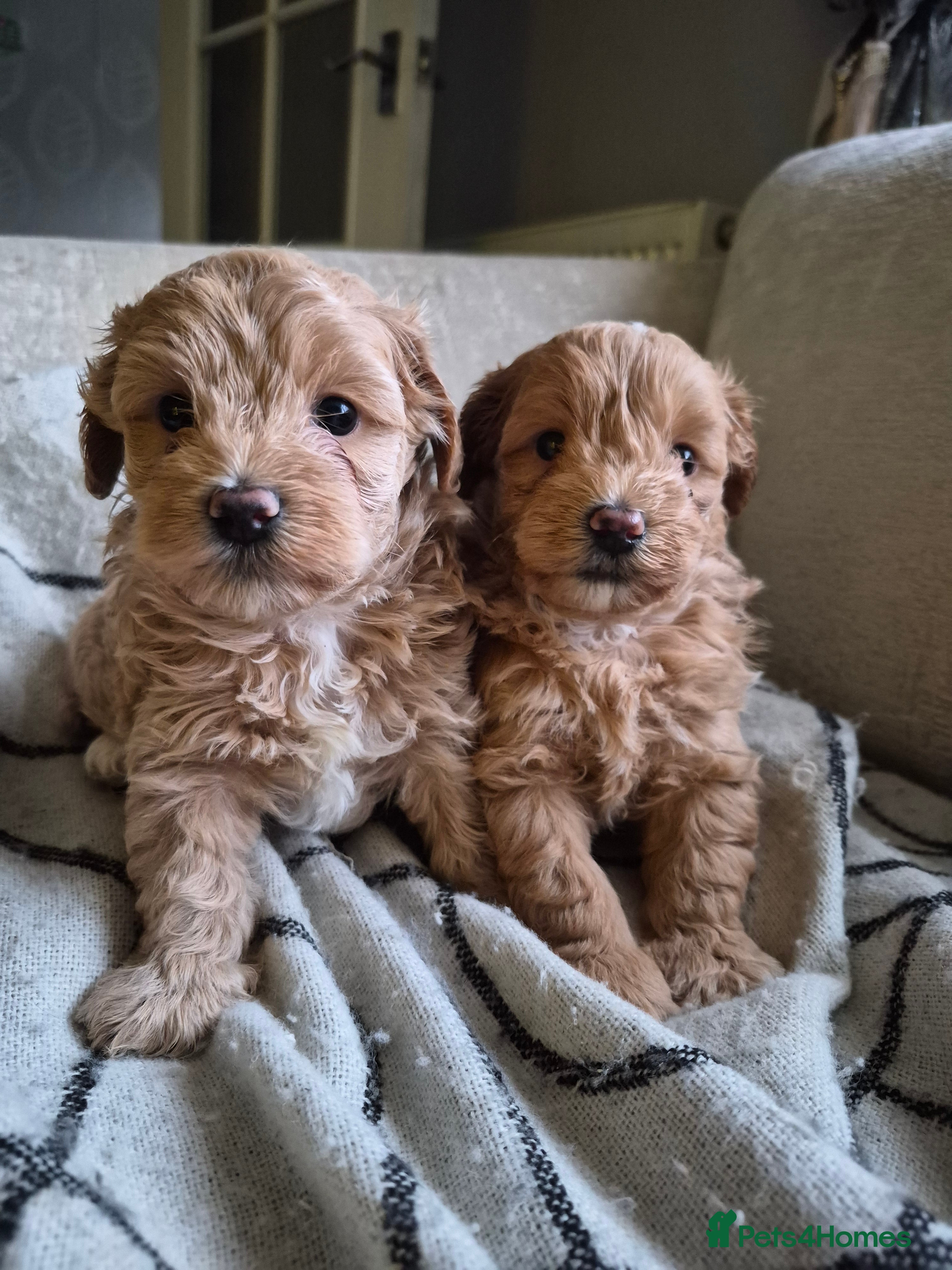 Maltipoo dogs 1 girl 1 boy left  - Advert 1