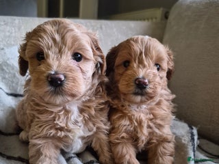 Maltipoo dogs 1 girl 1 boy left - Advert 1