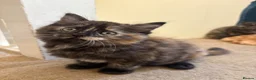 Mixed Breed cats for sale: Beautiful Fluffy Tortoiseshell Female Kitten - Advert 10