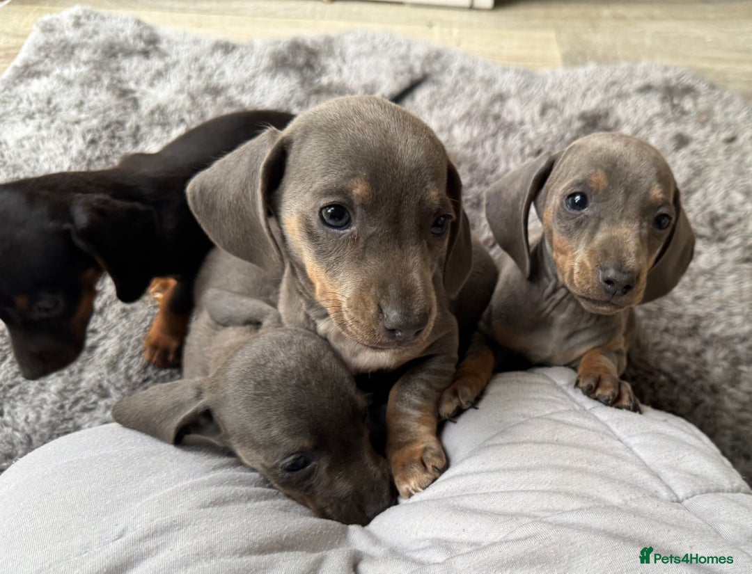 Miniature Dachshund dogs for sale: Miniature smooth coat Dachshund puppies - Image 1