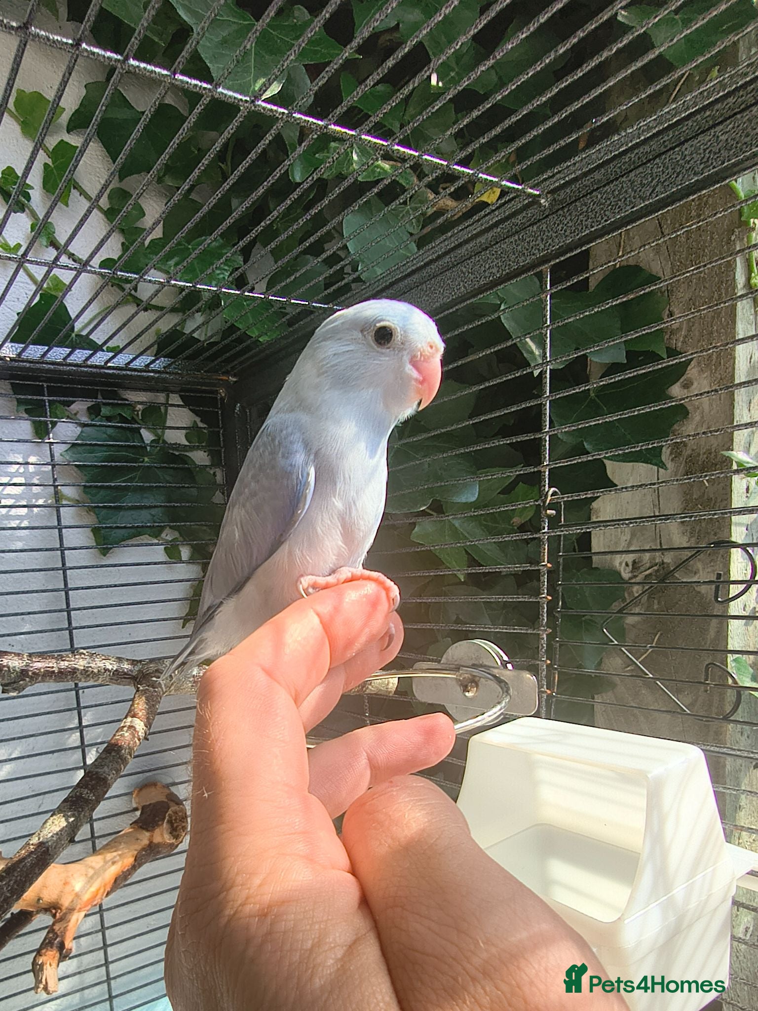 Parrots birds Celestial parrotlet  - Advert 4