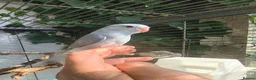 Parrots birds for sale: Celestial parrotlet  in Antrim - Advert 1