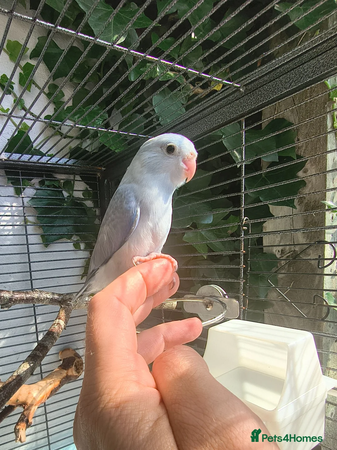 Parrots birds for sale: Celestial parrotlet  in Antrim - Advert 1