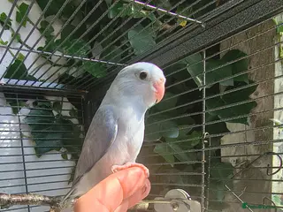 Parrots birds Celestial parrotlet - Advert 6