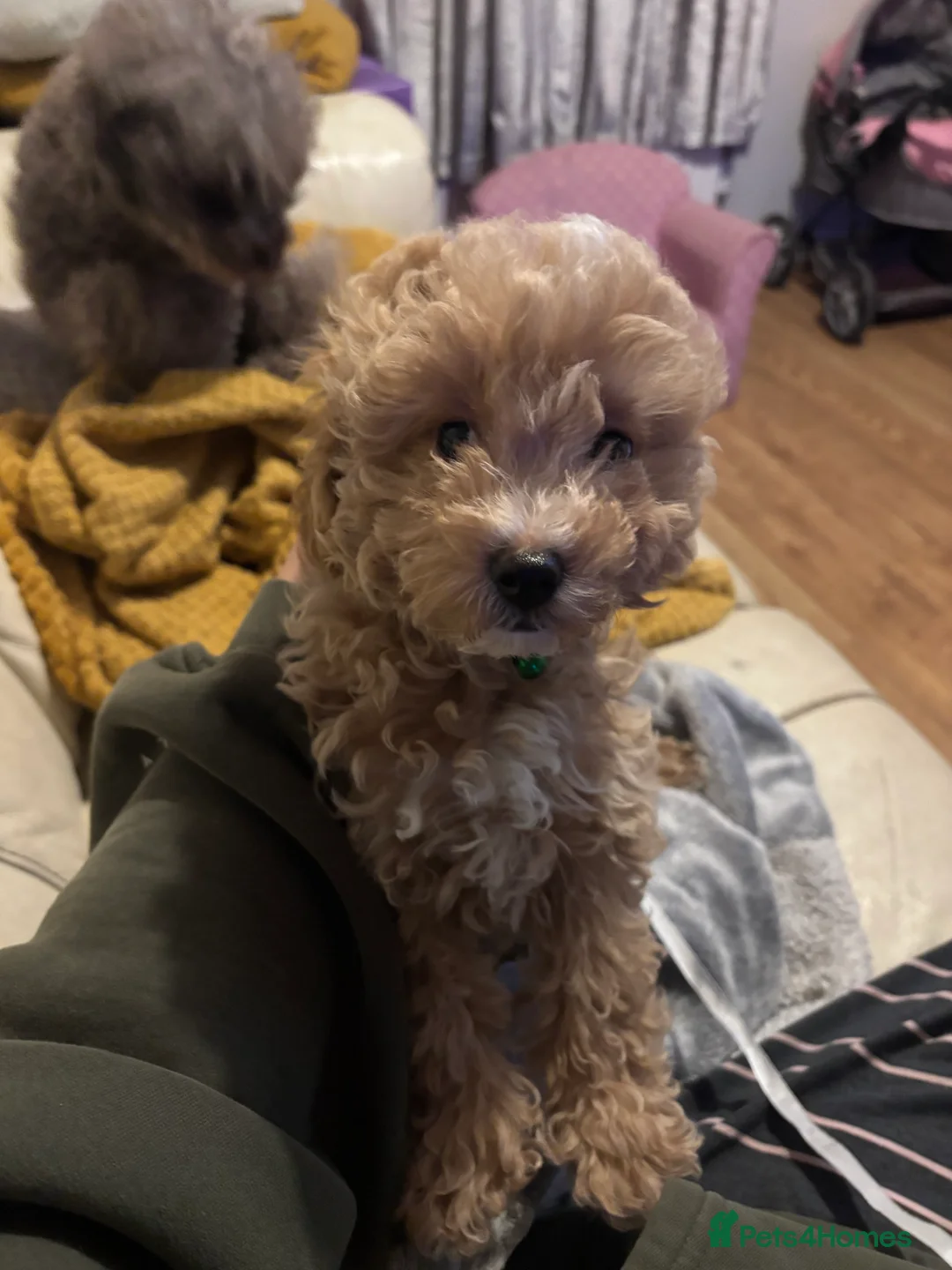Toy Poodle dogs for sale: Toy puddles  - Advert 14