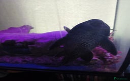 Plecos fish for sale: 2 friendly very large pkecos - Image 3