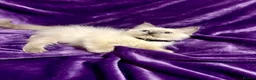 Ragdoll cats for sale: Beautiful GCCF Ragdoll Kittens  - Advert 6