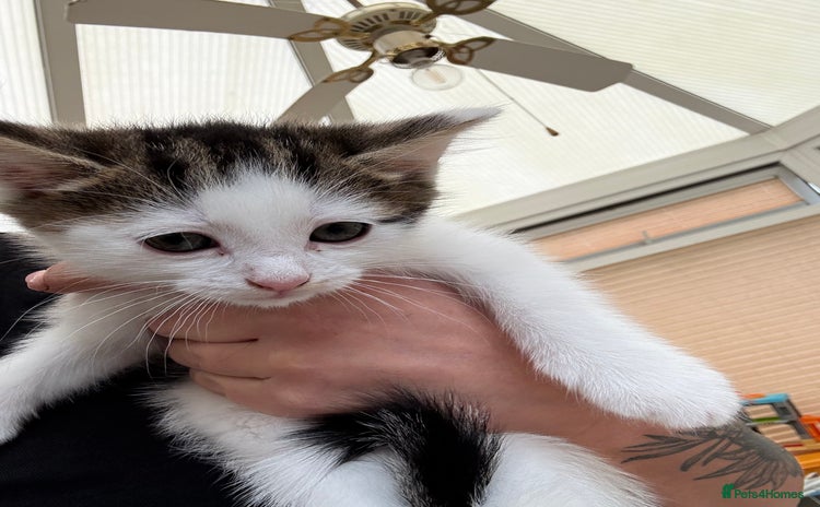 Mixed Breed cats - Advert 7