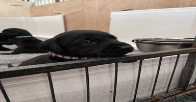 Labrador Retriever dogs - Advert 3