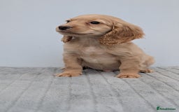 Cocker Spaniel dogs for sale: Cracking Cocker Pups - Image 15