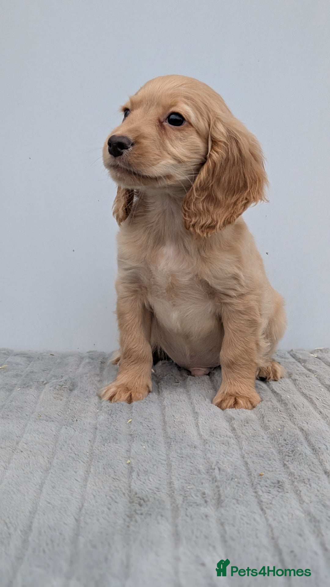 Cocker Spaniel dogs for sale: Cracking Cocker Pups - Image 15