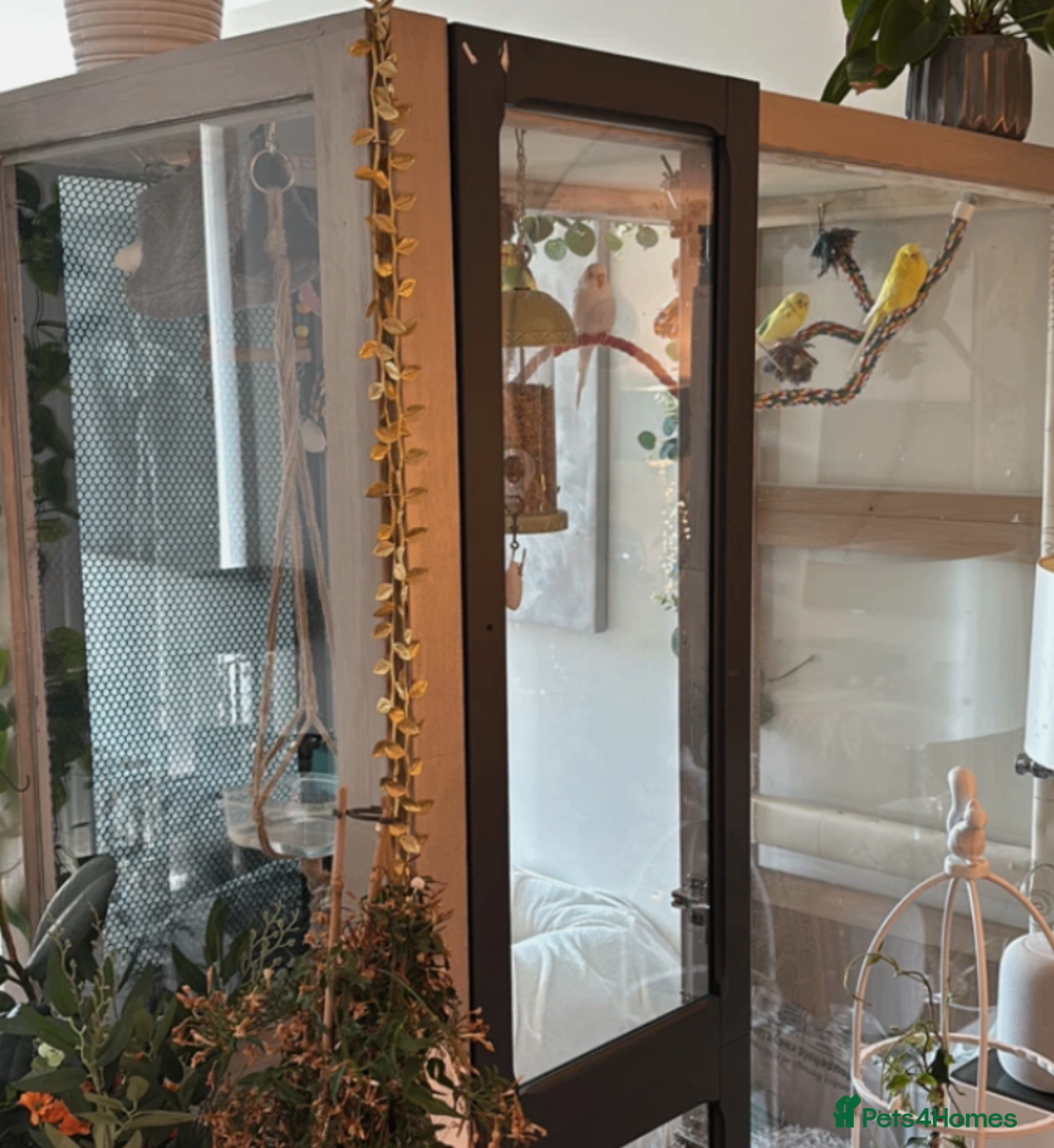 Budgerigars birds for sale: 5 Budgies and an aviary for sale - Advert 10