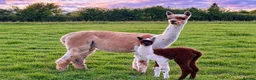 Alpaca livestock for sale: A very special breeding group of 16 alpacas - Advert 6