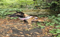 Belgian Shepherd Dog dogs for sale: For Rehome - Image 3