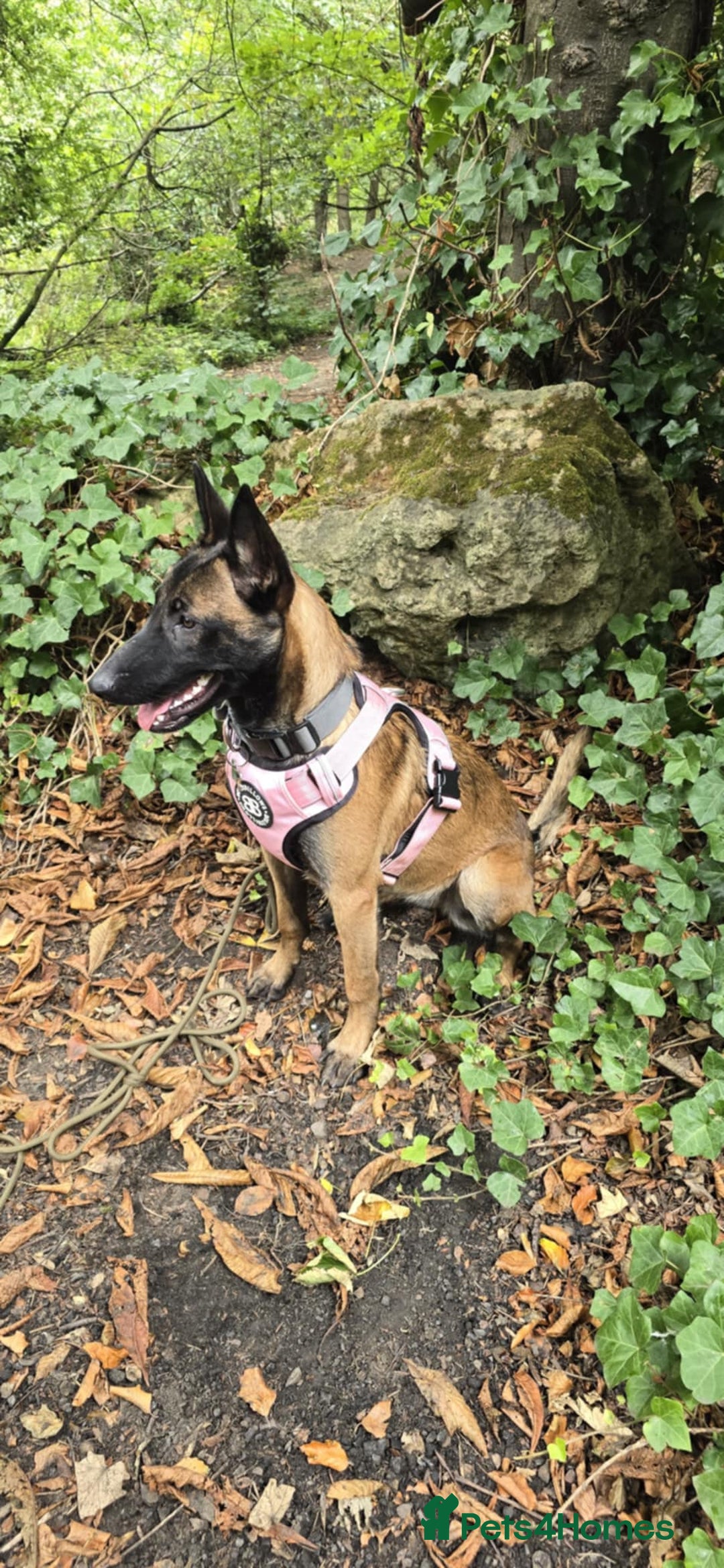 Belgian Shepherd Dog dogs for sale: For Rehome - Image 3