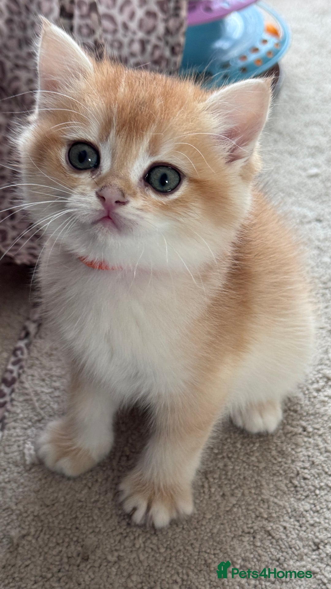 British Shorthair cats for sale: GCCF BSH BOY AND GIRL LEFT GOLDEN BLACK TIPPED  - Advert 18