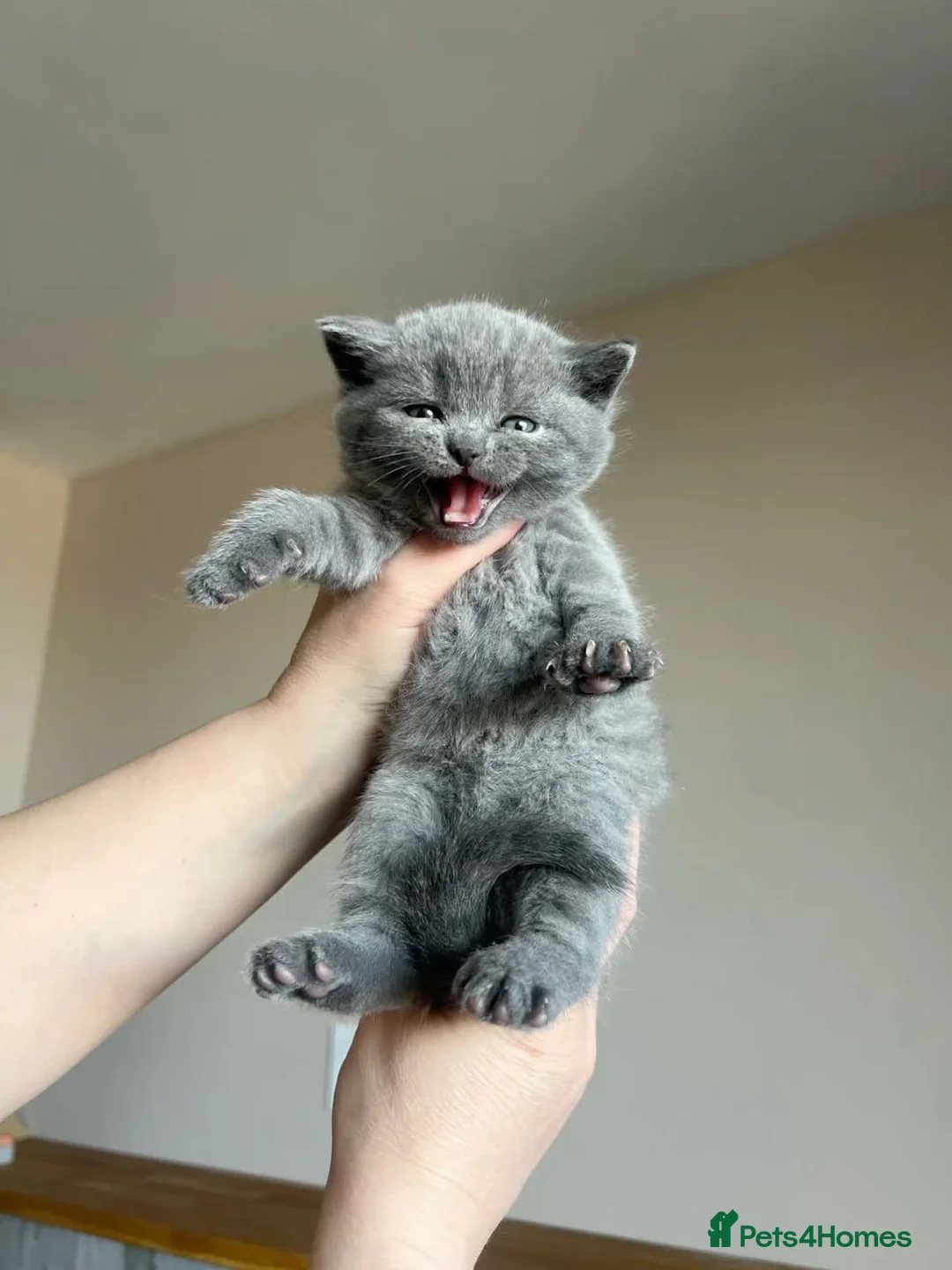 British Shorthair cats for sale: British shorthair for sale - Advert 1