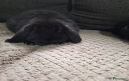 Mini Lion Lop rabbits for sale: mini lop does  babies for sale  - Image 7