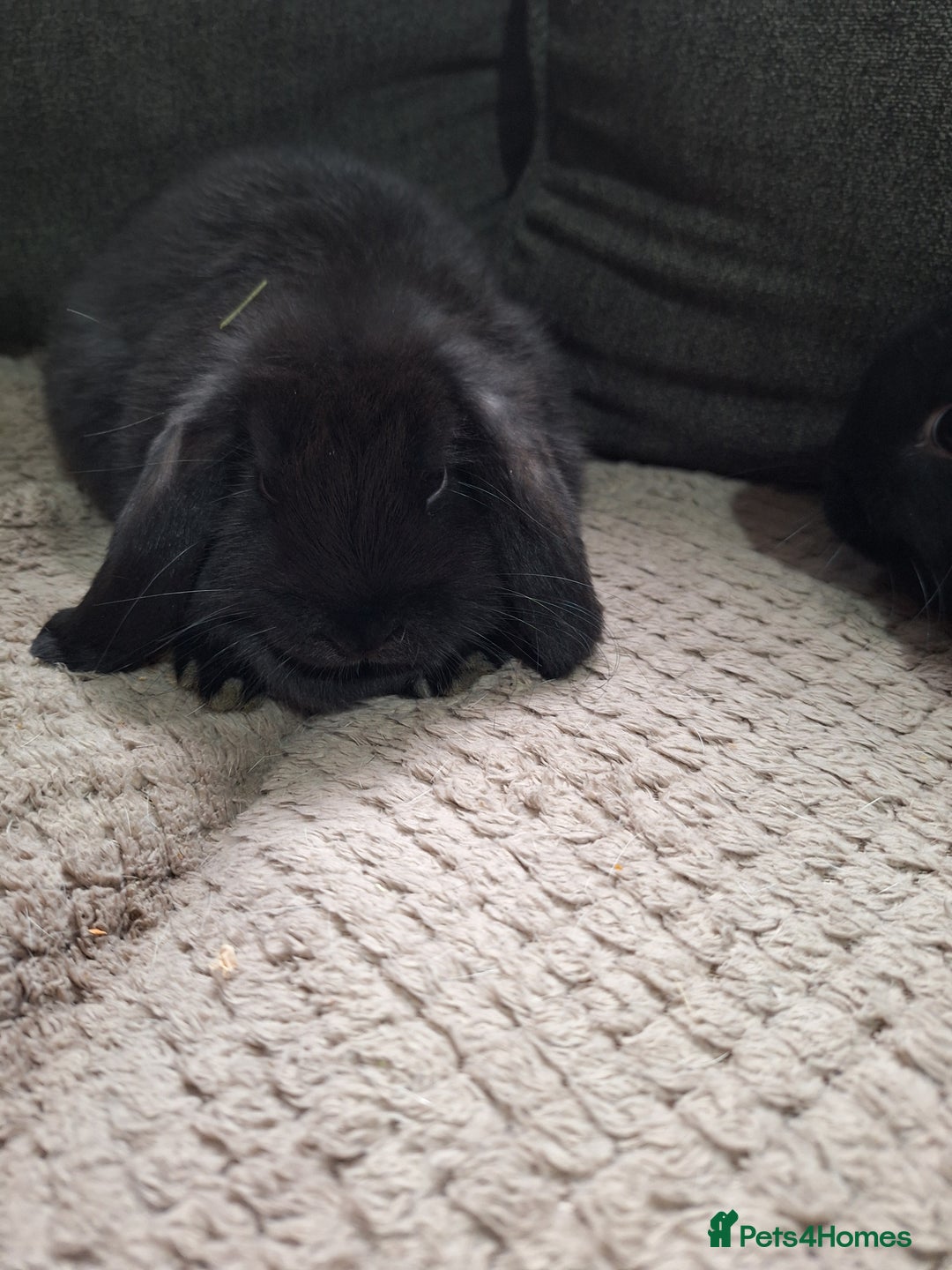 Mini Lion Lop rabbits for sale: mini lop does  babies for sale  - Image 7