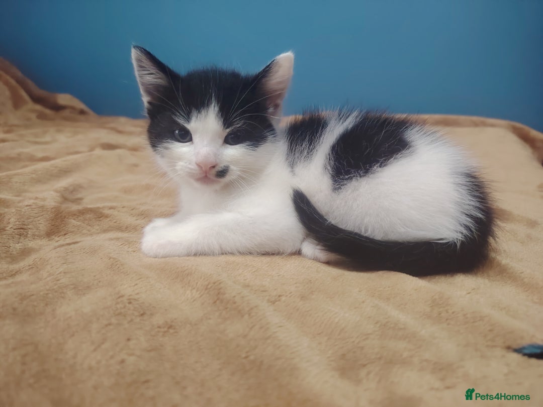 Mixed Breed cats for sale: Kittens  - Image 3